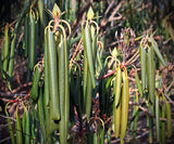 5 Graines Rhododendron maximum, Grand Laurier, Grand Rhododendron, Rhododendron Rosebay, Rhododendron Américain, Grand Rhododendron