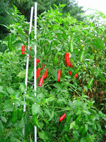 25 Graines Piment serrano, Capsicum Annuum, Sport Peppers