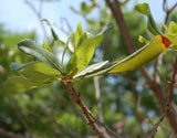 3 Graines Myrica pensylvanica, Myrique de Pennsylvannie, Morella pensylvanica, Bayberry