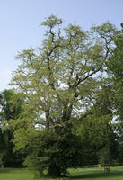 10 Graines Robinia pseudoacacia, Robinier Faux Acacia, Robinier, Acacia