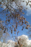 10 Graines Robinia pseudoacacia, Robinier Faux Acacia, Robinier, Acacia