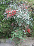 3 Graines Bambou sacré, Bambou céleste, Bambou merveilleux, Nandina domestica, Bambou de la Félicité, Nandine domestique