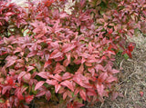 3 Graines Bambou sacré, Bambou céleste, Bambou merveilleux, Nandina domestica, Bambou de la Félicité, Nandine domestique