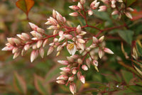 10 Graines Bambou sacré, Bambou céleste, Bambou merveilleux, Nandina domestica, Bambou de la Félicité, Nandine domestique