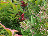 3 Graines Bambou sacré, Bambou céleste, Bambou merveilleux, Nandina domestica, Bambou de la Félicité, Nandine domestique