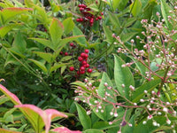 10 Graines Bambou sacré, Bambou céleste, Bambou merveilleux, Nandina domestica, Bambou de la Félicité, Nandine domestique