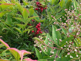 7 Graines Bambou sacré, Bambou céleste, Bambou merveilleux, Nandina domestica, Bambou de la Félicité, Nandine domestique