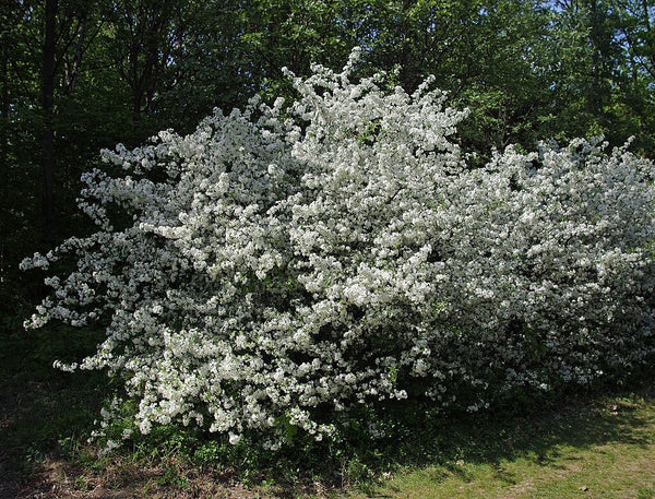 5 Graines Malus sargentii, Pommier de Sargent, Pommetier de Sargent