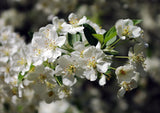 5 Graines Malus sargentii, Pommier de Sargent, Pommetier de Sargent