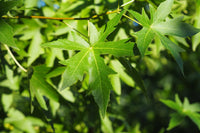 5 Graines Liquidambar styraciflua, Copalme d'Amérique, Liquidambar, idéal Bonsaï