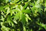 3 Graines Liquidambar styraciflua, Copalme d'Amérique, Liquidambar, idéal Bonsaï