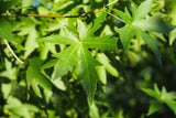 7 Graines Liquidambar styraciflua, Copalme d'Amérique, Liquidambar, idéal Bonsaï