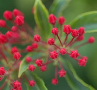 25 Graines Kalmia latifolia, Laurier des montagnes, Laurier d'Amérique, Kalmie