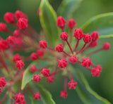 25 Graines Kalmia latifolia, Laurier des montagnes, Laurier d'Amérique, Kalmie