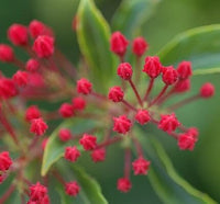 50 Graines Kalmia latifolia, Laurier des montagnes, Laurier d'Amérique, Kalmie