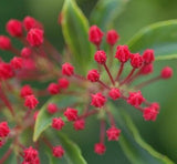 50 Graines Kalmia latifolia, Laurier des montagnes, Laurier d'Amérique, Kalmie