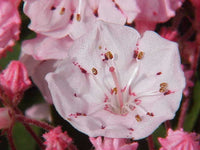 25 Graines Kalmia latifolia, Laurier des montagnes, Laurier d'Amérique, Kalmie