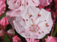 50 Graines Kalmia latifolia, Laurier des montagnes, Laurier d'Amérique, Kalmie