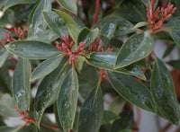 25 Graines Kalmia latifolia, Laurier des montagnes, Laurier d'Amérique, Kalmie