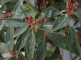 50 Graines Kalmia latifolia, Laurier des montagnes, Laurier d'Amérique, Kalmie