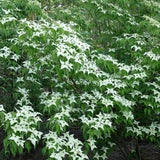 Graines Cornouiller de Chine, Cornus Kousa Chinensis