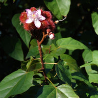 3 Graines Bixa orellana, Roucou, Arbre Rouge à Lèvres, Urucum