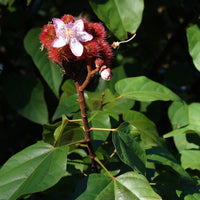 10 Graines Bixa orellana, Roucou, Arbre Rouge à Lèvres, Urucum