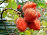 3 Graines Bixa orellana, Roucou, Arbre Rouge à Lèvres, Urucum