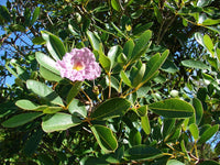 7 Graines Tabebuia Rosea, Lapacho, Tabebuia Rose, Maquilíshuat