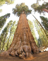 10 Graines Séquoiadendron Giganteum, Séquoia géant