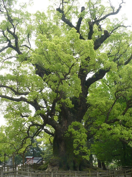 40 Graines de Camphrier, Cinnamomum Camphora, arbre à camphre, Bois de Shiu, Laurier de Chine