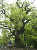 7 Graines de Camphrier, Cinnamomum Camphora, arbre à camphre, Bois de Shiu, Laurier de Chine