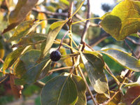 30 Graines de Camphrier, Cinnamomum Camphora, arbre à camphre, Bois de Shiu, Laurier de Chine