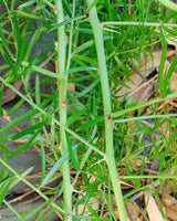 3 Graines Asparagus aethiopicus, Asperge de Sprenger, Asperges aethiopicus