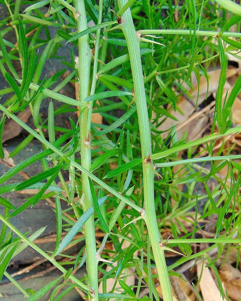 7 Graines Asparagus aethiopicus, Asperge de Sprenger, Asperges aethiopicus