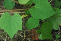 10 Graines Vitis amurensis, Vigne de l'Amour