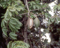 7 Graines Ceiba pentandra, Fromager, Fwomajyé, mapou wouj, Kapokier, Arbre à kapok