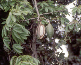 5 Graines Ceiba pentandra, Fromager, Fwomajyé, mapou wouj, Kapokier, Arbre à kapok