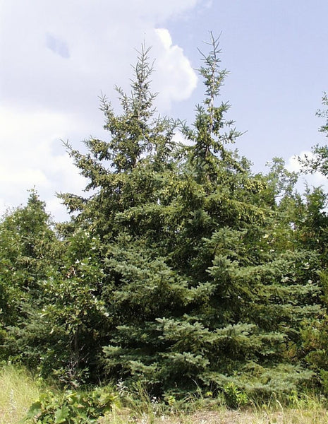 10 Graines Picea Glauca, Épinette blanche, idéal Bonsaï