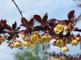 5 Graines Berberis thunbergii, Berberis thunbergii Atropurpureum, Epine Vinette de Thunberg, Epine Vinette du Japon