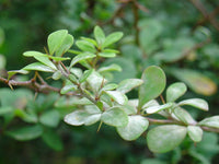 7 Graines Berberis thunbergii, Berberis thunbergii Atropurpureum, Epine Vinette de Thunberg, Epine Vinette du Japon