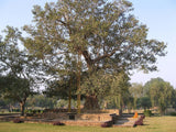 7 Graines de Figuier des pagodes, Ficus Religiosa, Pipal, Ashvattha