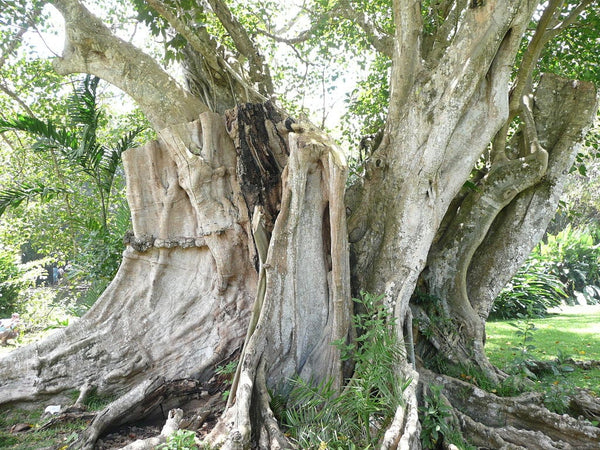 10 Graines de Figuier des pagodes, Ficus Religiosa, Pipal, Ashvattha