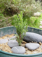 7 Graines de Cyprès de Lambert, Cupressus Macrocarpa, Cyprès de Monterey