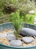 7 Graines de Cyprès de Lambert, Cupressus Macrocarpa, Cyprès de Monterey