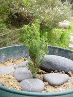 3 Graines de Cyprès de Lambert, Cupressus Macrocarpa, Cyprès de Monterey