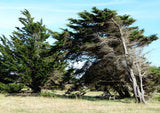 10 Graines de Cyprès de Lambert, Cupressus Macrocarpa, Cyprès de Monterey