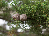 10 Graines de Cyprès de Lambert, Cupressus Macrocarpa, Cyprès de Monterey