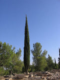 20 Graines Cupressus sempervirens, Cyprès Commun, Cyprès Sempervirent, Cyprès toujours vert, Cyprès d'Italie, Cyprès de Provence