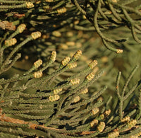 7 Graines Cupressus sempervirens, Cyprès Commun, Cyprès Sempervirent, Cyprès toujours vert, Cyprès d'Italie, Cyprès de Provence